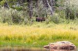 Baby Moose Aug 25, 2022